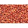 Yupik Organic Adzuki Beans, 2.2 lb (35.2 oz), Non-GMO, Vegan & Gluten-Free, USDA Certified, Kosher, Mildly Nutty Flavour, Ideal for Soups, Stews & Casseroles(2.2 Pound (Pack of 2))